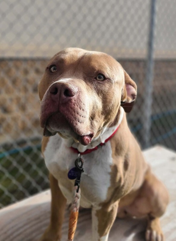 Picture of the Animal Listed